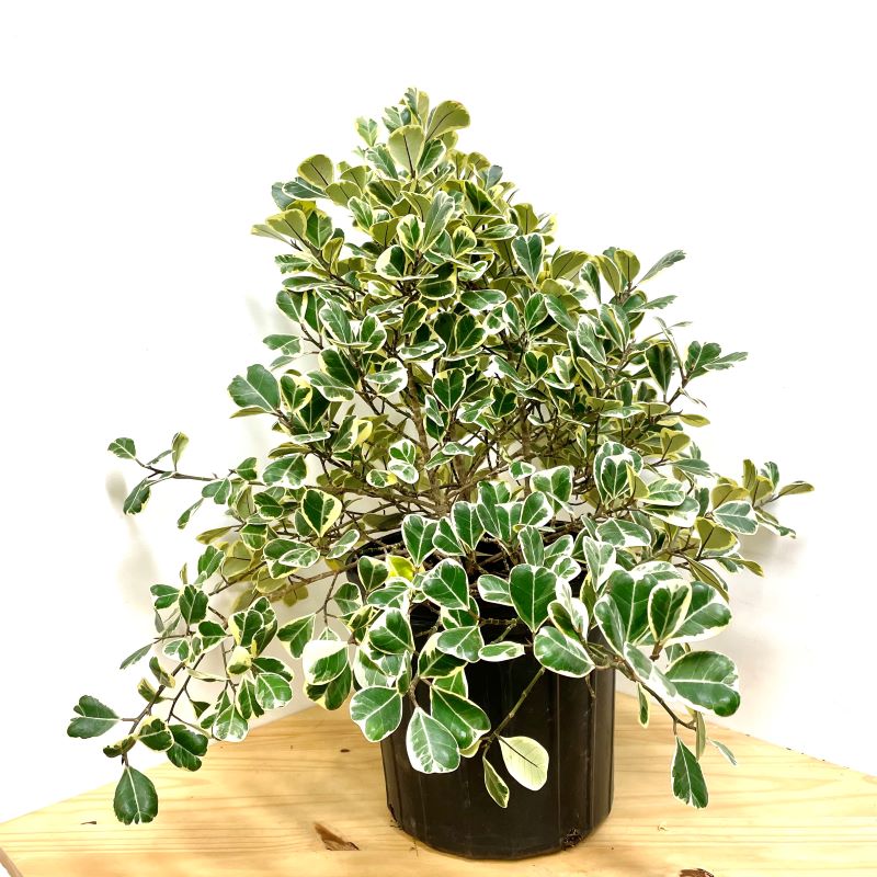 FICUS TRIANGULARIS