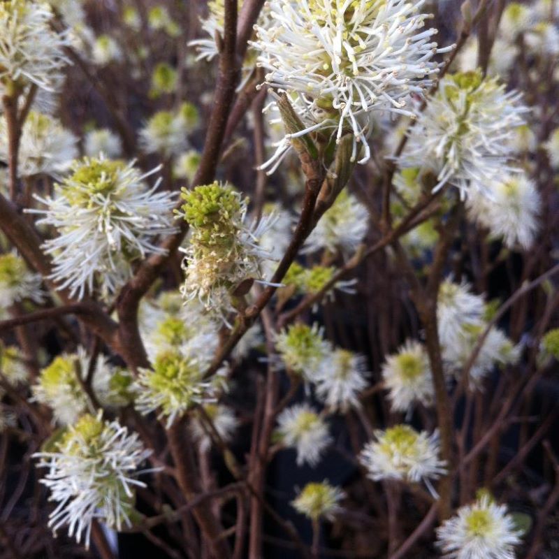 FOTHERGILLA MOUNT AIRY