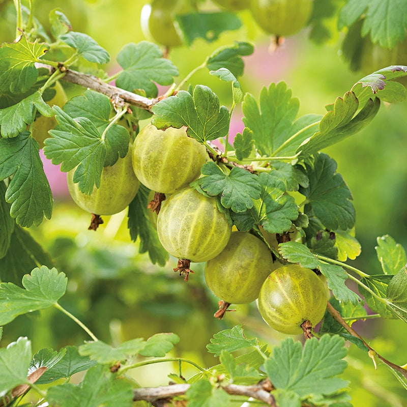 GOOSEBERRY HINNONMAKI YELLOW