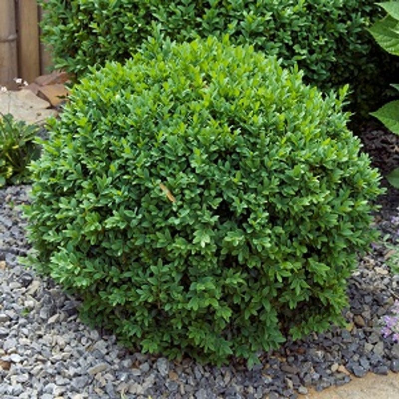 BOXWOOD GREEN GEM