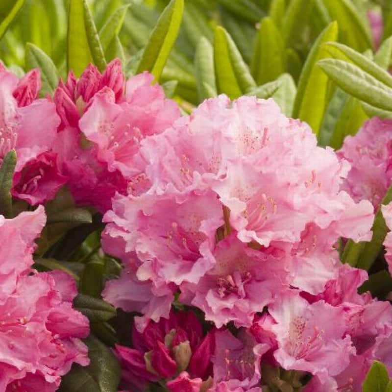 RHODODENDRON HAAGA