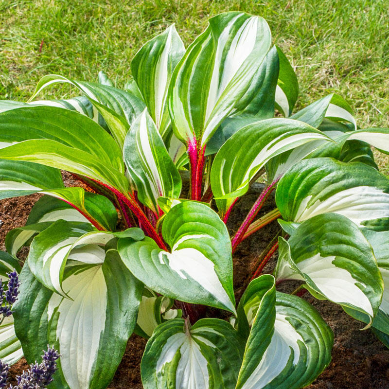 HOSTA RASPBERRY SUNDAE