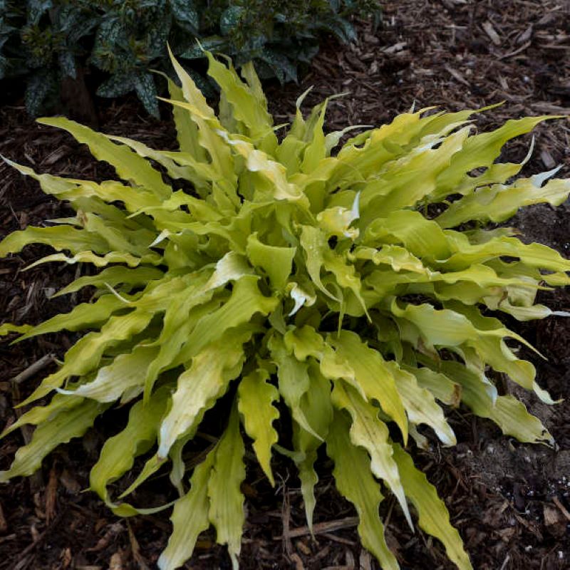 HOSTA WIGGLES AND SQUIGGLES