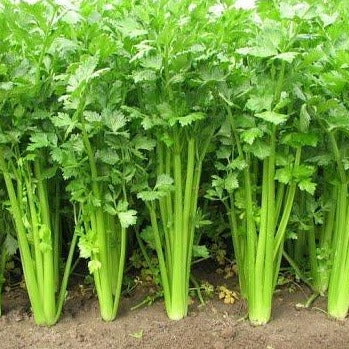 Celery