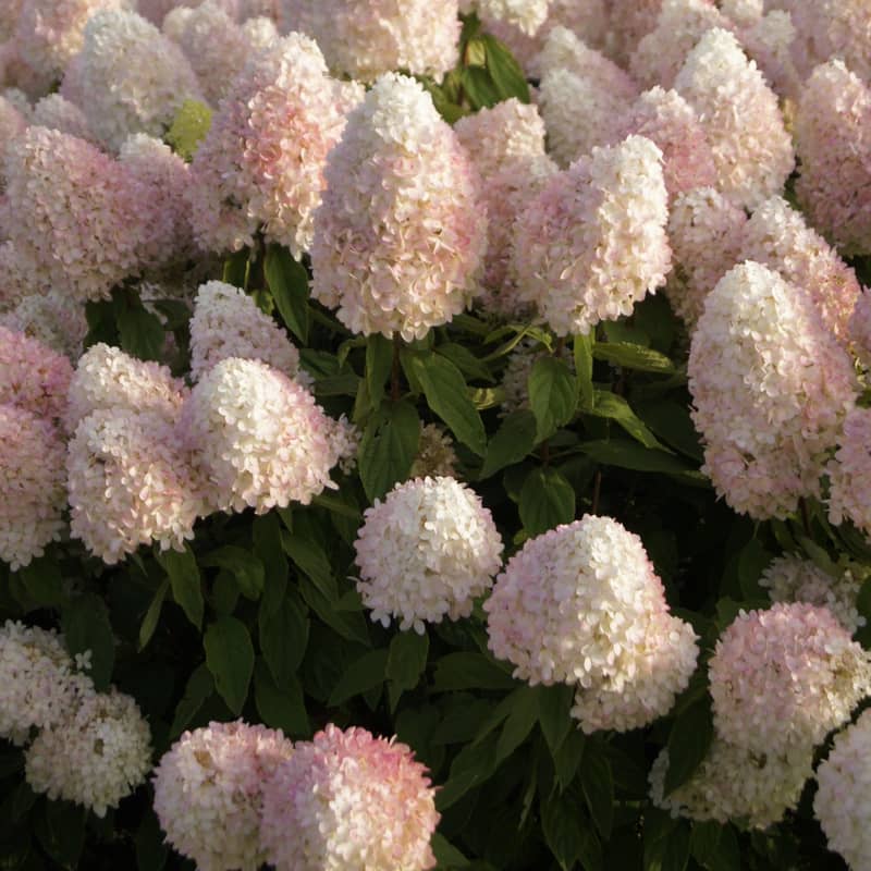 HYDRANGEA SWEET SUMMER