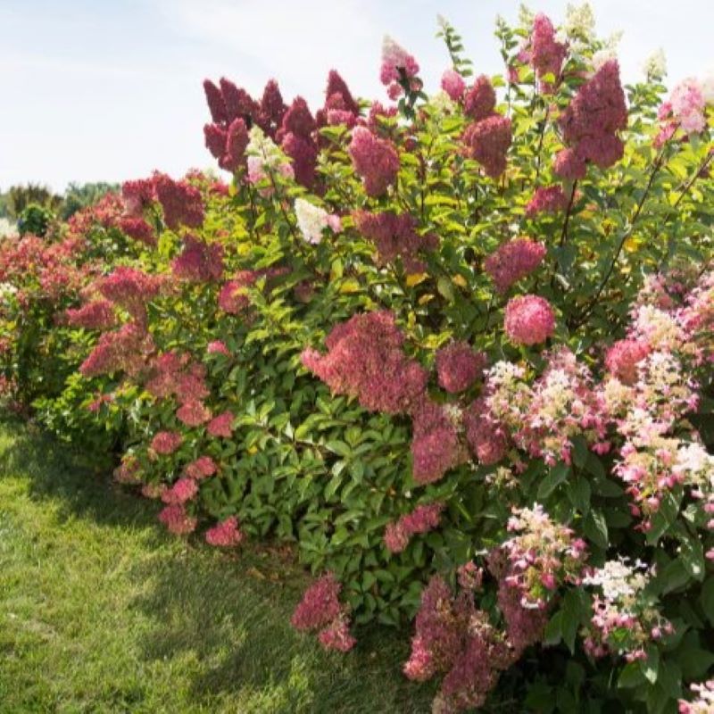 HYDRANGEA BERRY WHITE