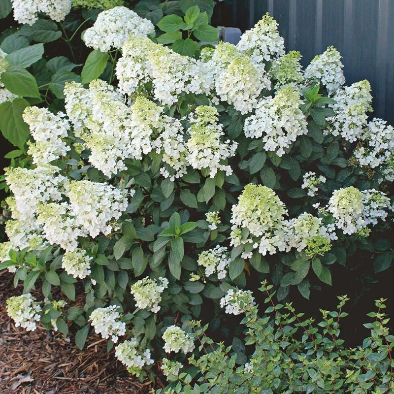 HYDRANGEA BOBO