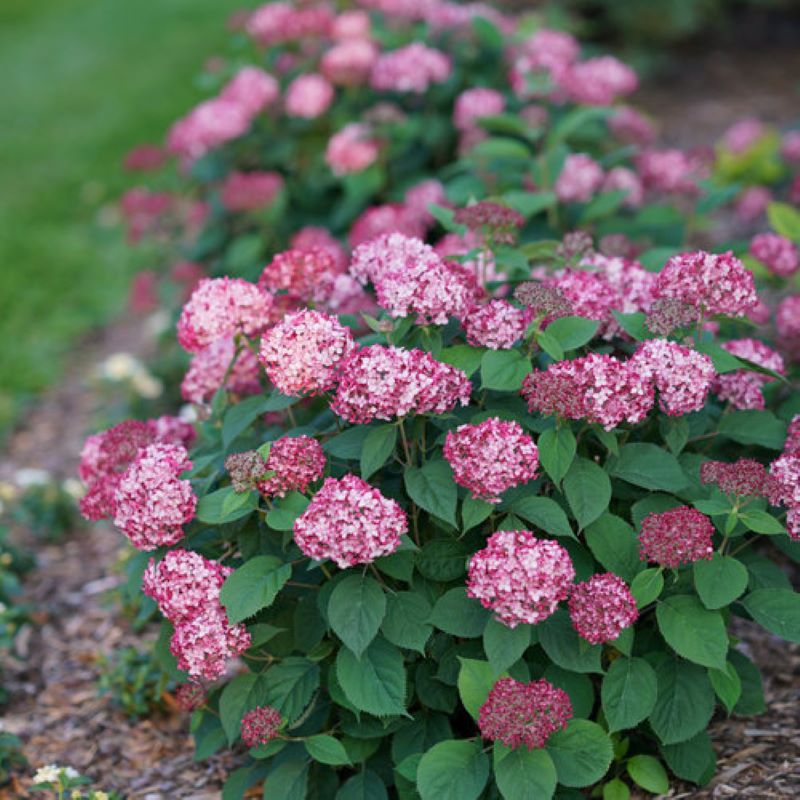 HYDRANGEA INVINCIBELLE RUBY SMOOTH