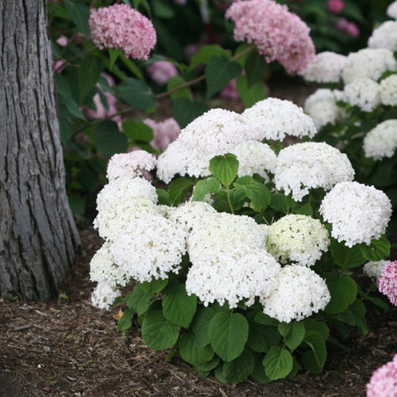 HYDRANGEA INVINCIBELLE WEE WHITE