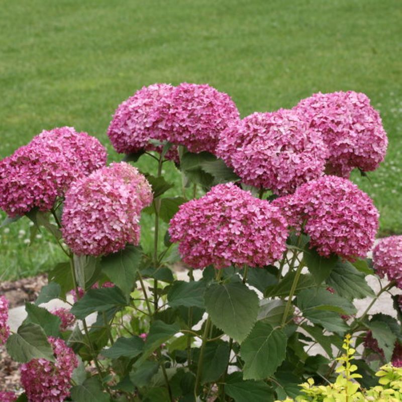 HYDRANGEA INVINCIBELLE MINI MAUVETTE