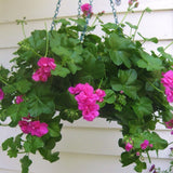 Geranium - Pink Ivy