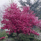 CRABAPPLE PROFUSION