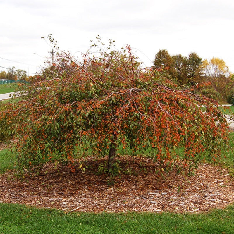 CRABAPPLE LOUISA