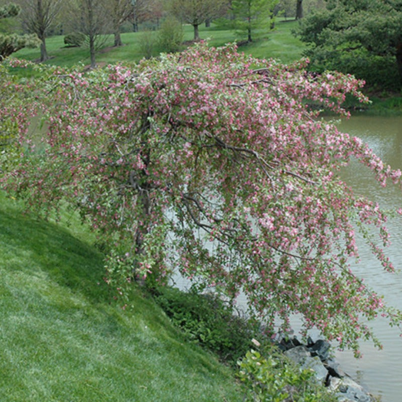 CRABAPPLE LOUISA