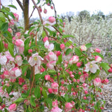 CRABAPPLE LOUISA