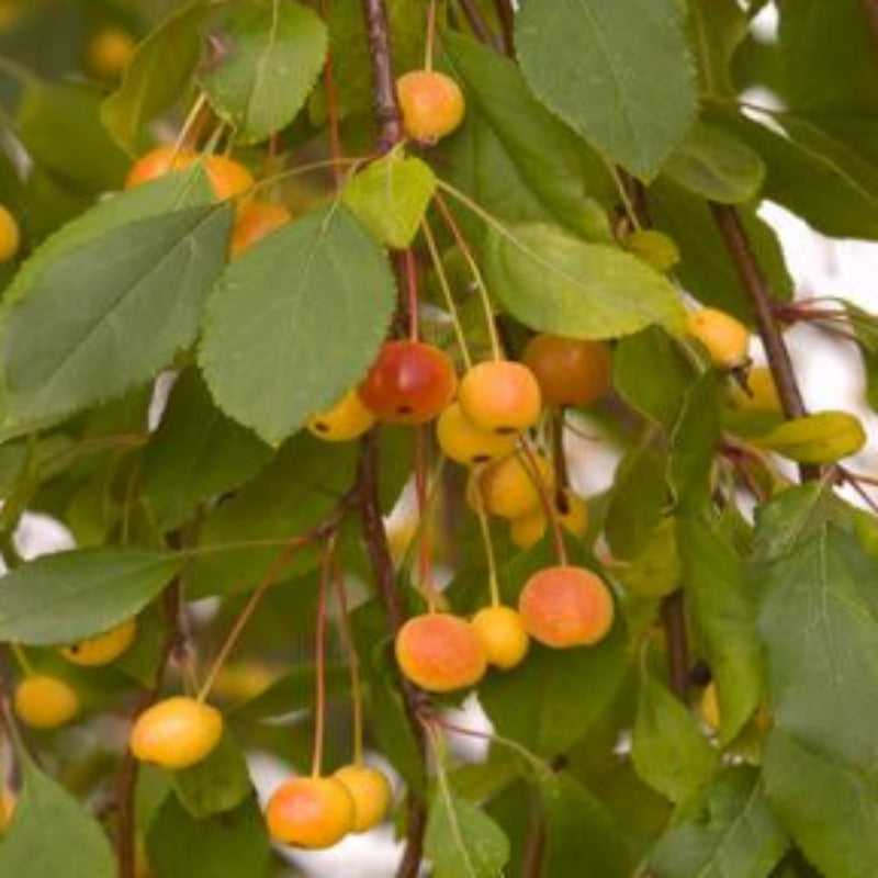 CRABAPPLE LOUISA