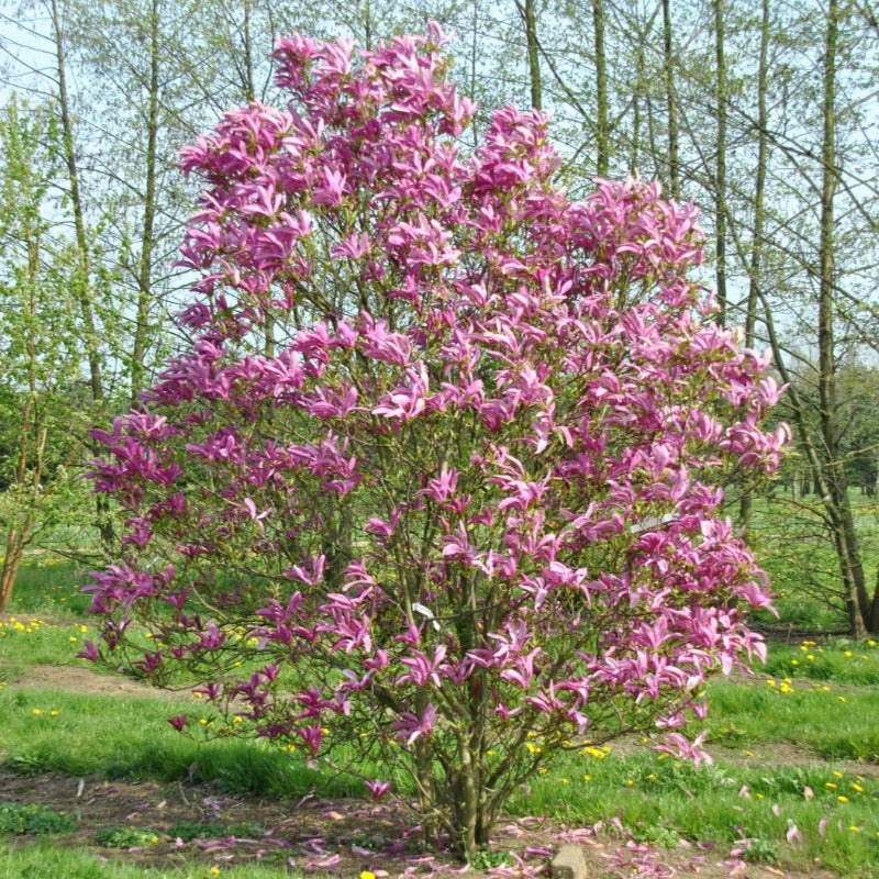 MAGNOLIA SUSAN