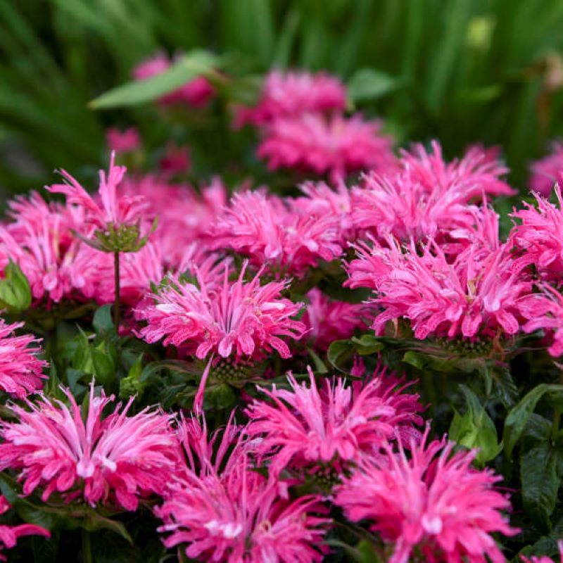 MONARDA ELECTRIC NEON PINK