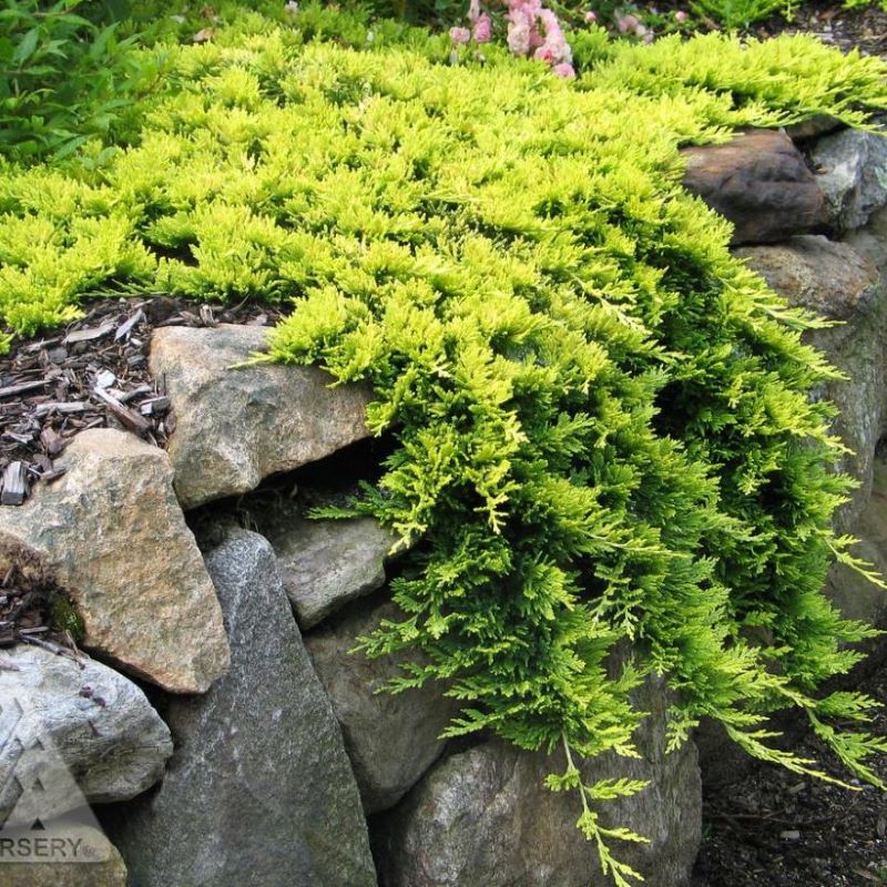 JUNIPER MOTHER LODE