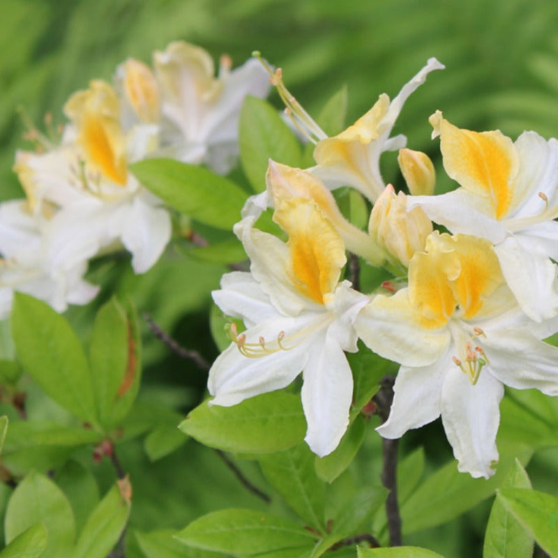 AZALEA NORTHERN HI-LIGHTS