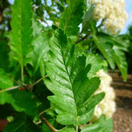 MOUNTAIN ASH OAKLEAF