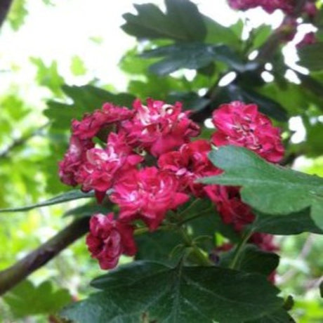 HAWTHORN PAUL'S SCARLET