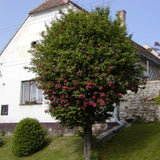 HAWTHORN PAUL'S SCARLET