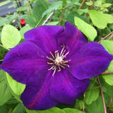 CLEMATIS PERRINS PRIDE