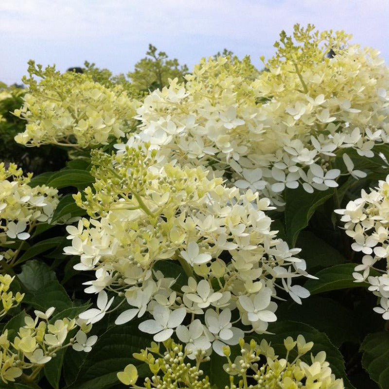 HYDRANGEA PHANTOM