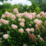 HYDRANGEA PHANTOM