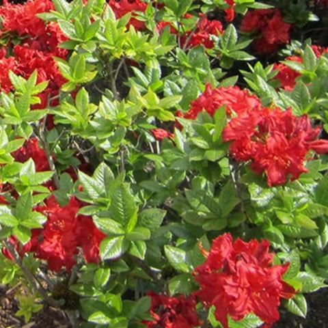 AZALEA RED DEMON – Knippel Garden Centre