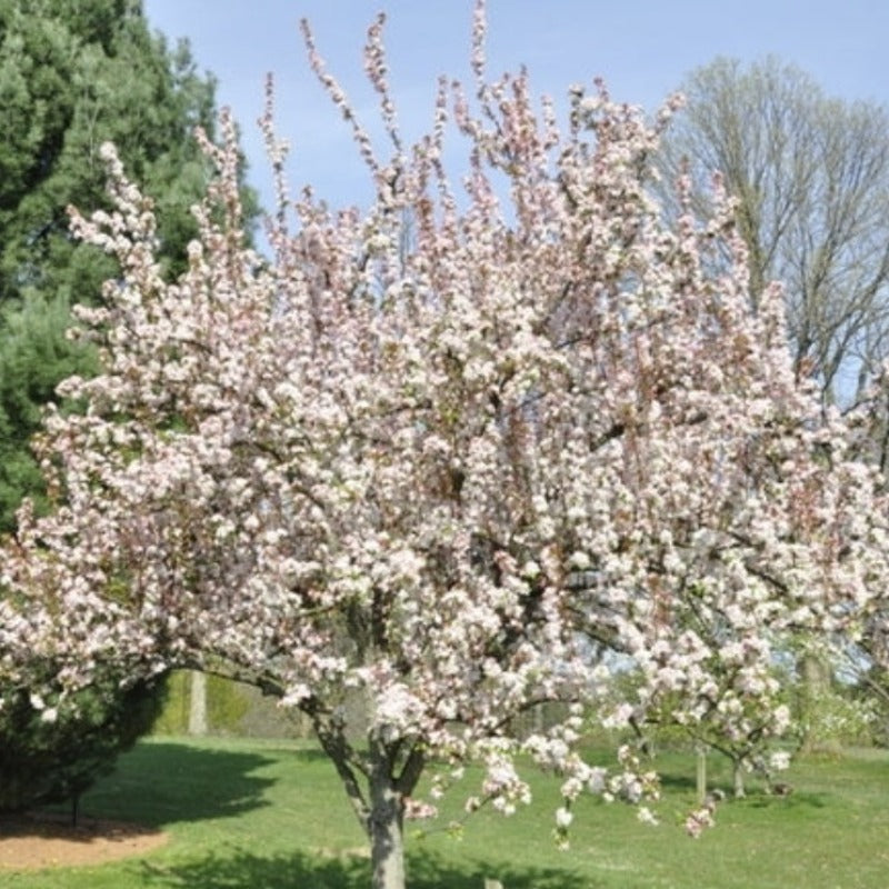 CRABAPPLE RED JEWEL