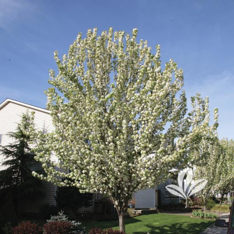 ORNAMENTAL PEAR REDSPIRE