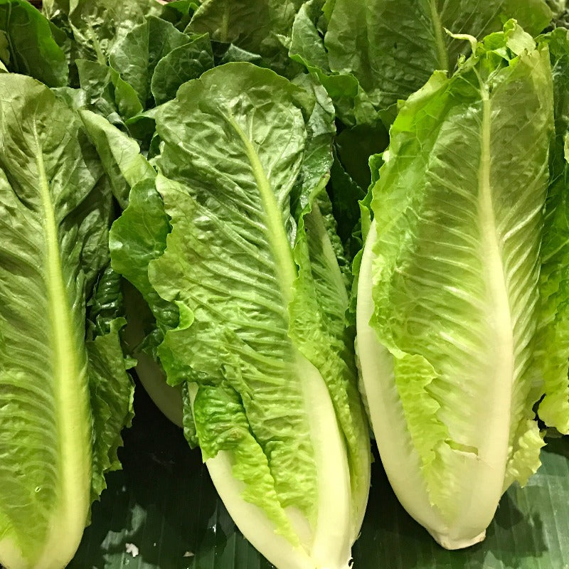 Lettuce - Romaine