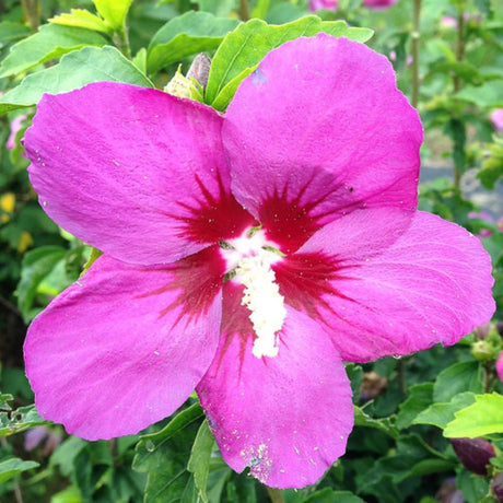 ROSE OF SHARON LIL KIM VIOLET PW