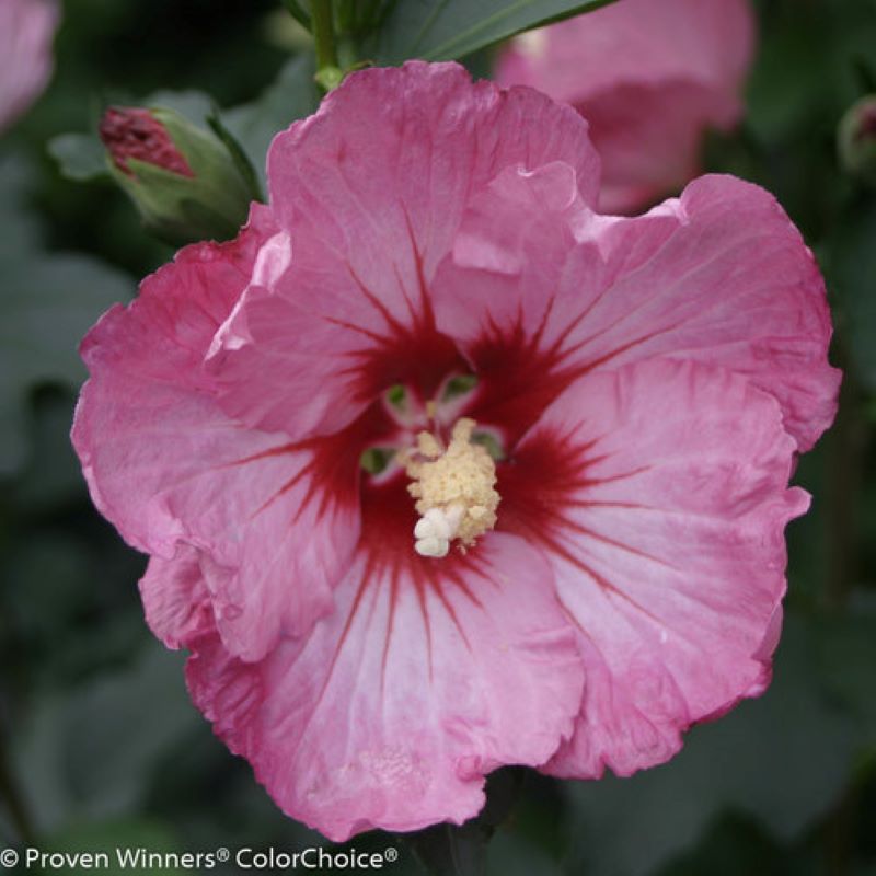 ROSE OF SHARON RUFFLED SATIN