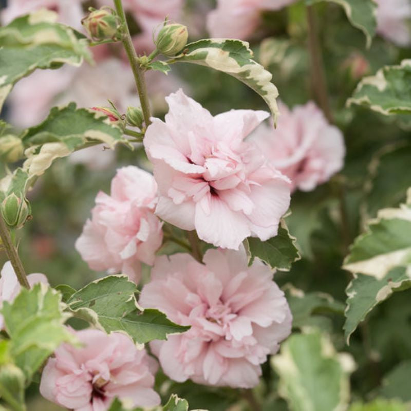 ROSE OF SHARON SUGAR TIP