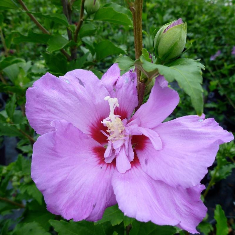 ROSE OF SHARON TAHITI