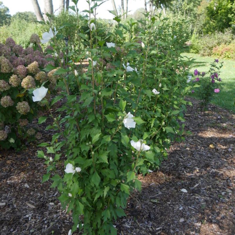 ROSE OF SHARON WHITE PILLAR