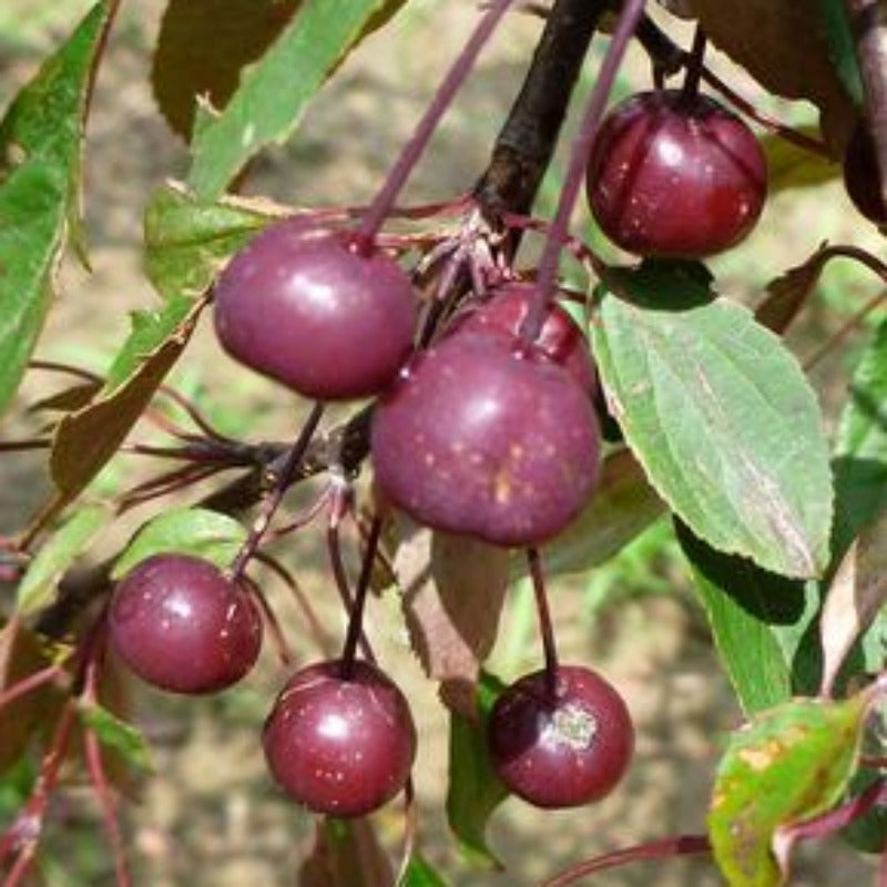 CRABAPPLE ROYAL BEAUTY – Knippel Garden Centre