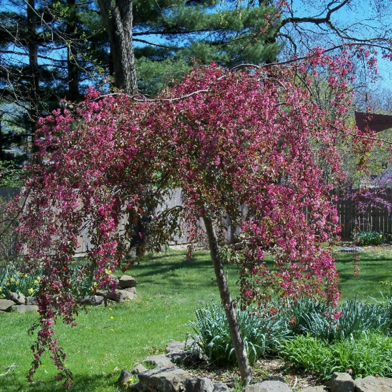 CRABAPPLE ROYAL BEAUTY – Knippel Garden Centre