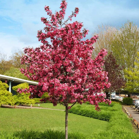 CRABAPPLE ROYAL RAINDROP