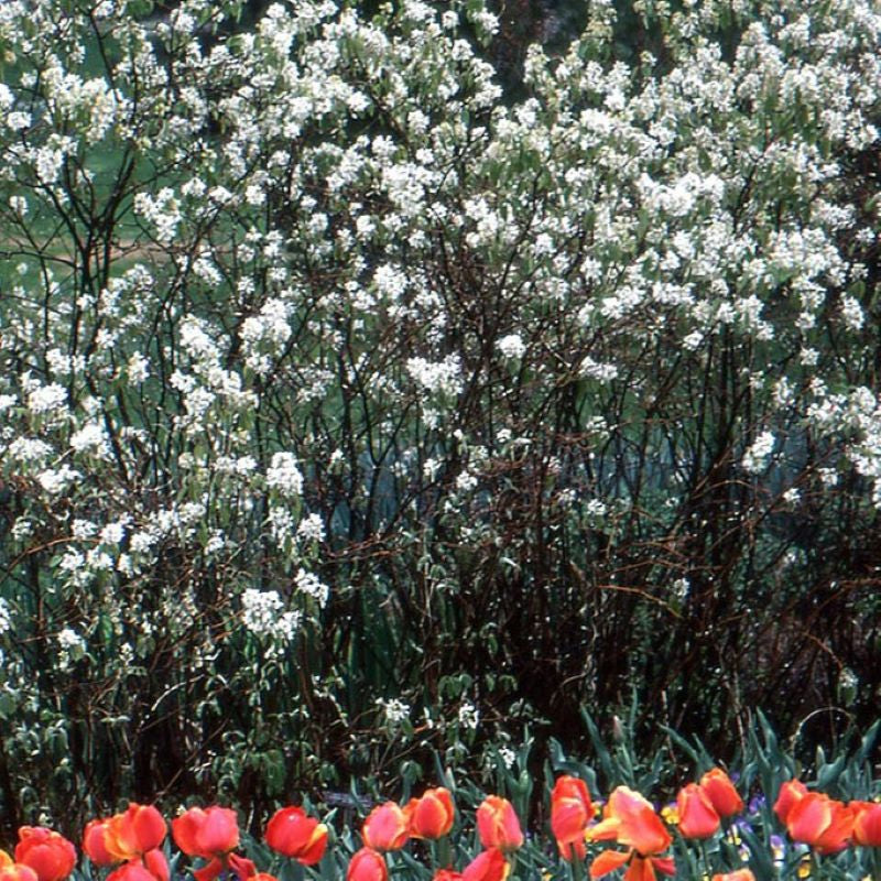 SERVICEBERRY REGENT