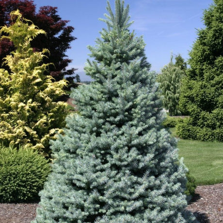 Evergreen Trees – Knippel Garden Centre