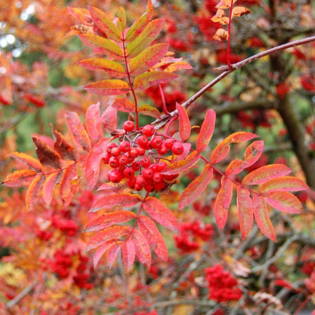 MOUNTAIN ASH SHOWY