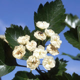 HAWTHORN SNOWBIRD