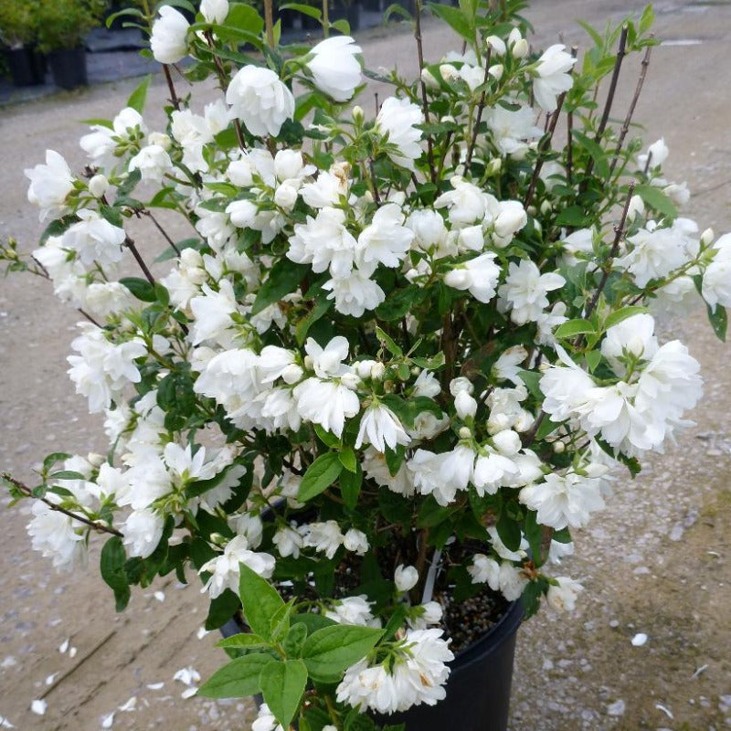 MOCK ORANGE SNOW DWARF