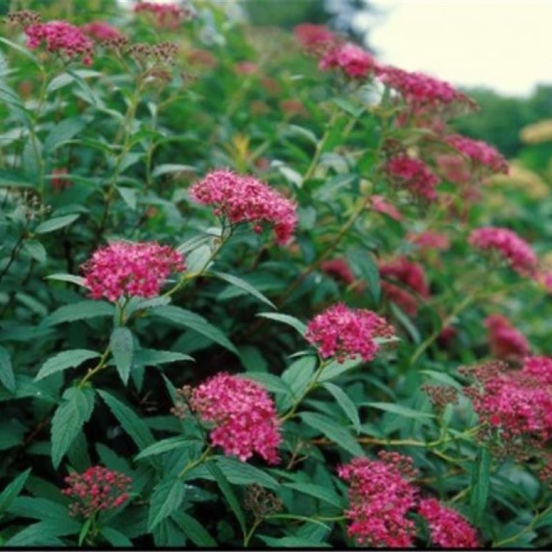 SPIREA DART'S RED