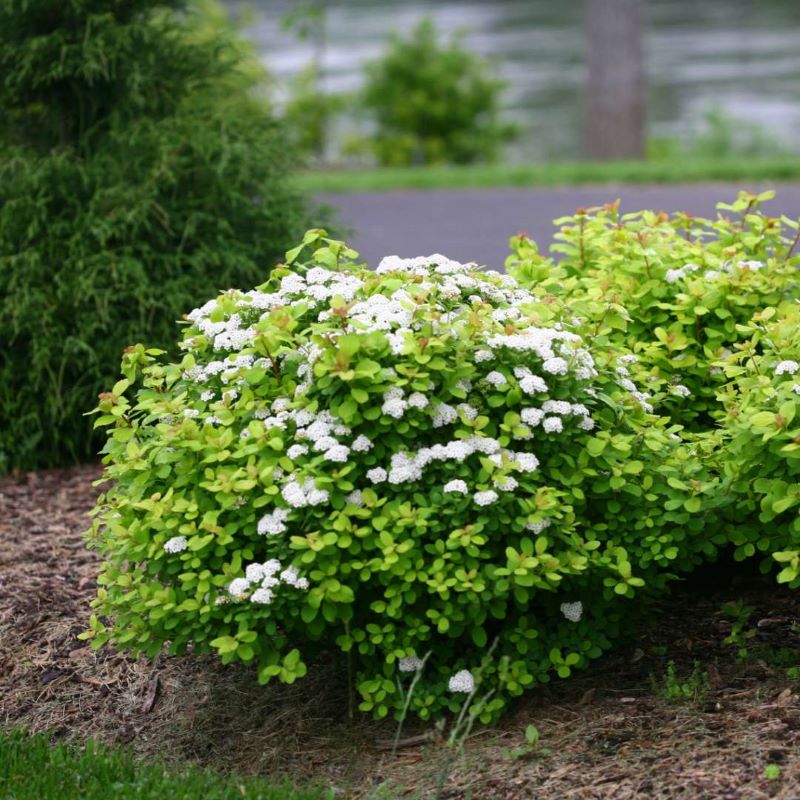 SPIREA GLOW GIRL