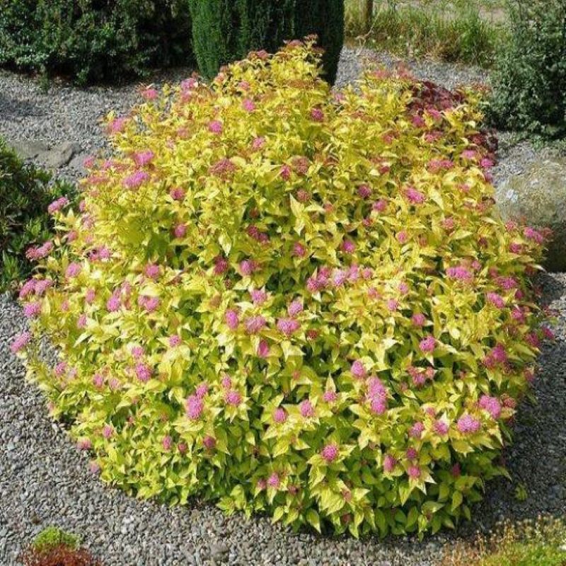 SPIREA GOLDMOUND